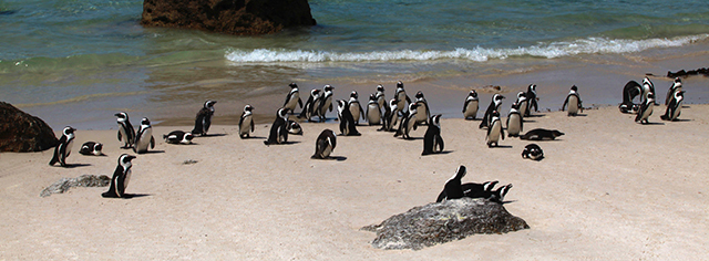 pinguins-falando