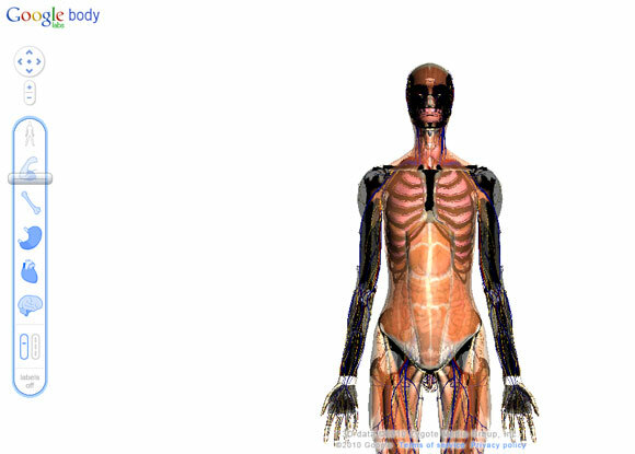 anatomia interativa