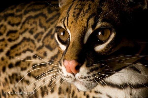 8 Joel Sartore - Jaguatirica