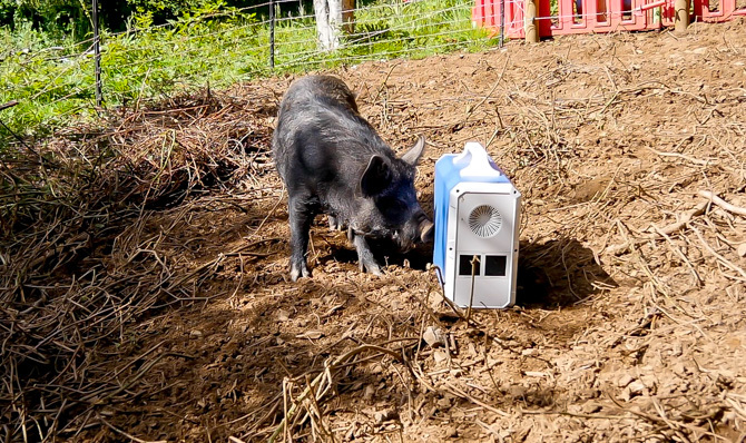 EB240 ao ar livre com porcos