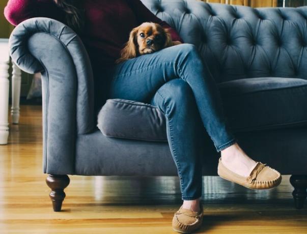 mulher e cachorro sentado no sofá