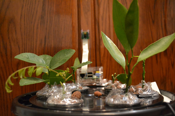 6 maneiras de um Raspberry Pi ajudar você a se preparar para o Apocalypse pi aeroponics 670