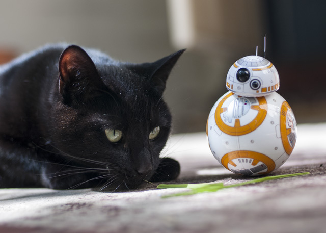 Feline the Force: Sphero Star Wars BB-8 - Revisão e distribuição DSC 0034