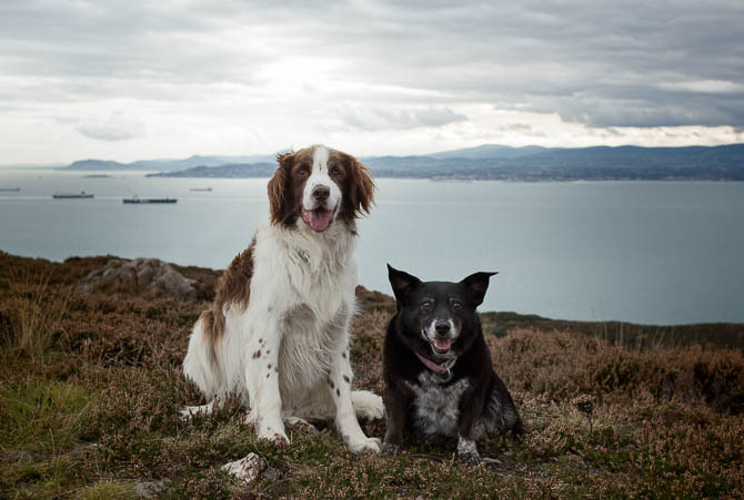 Foto finalizada de cães no Adobe Photoshop