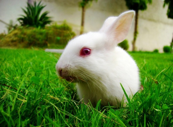 papéis de parede de fotos de animais